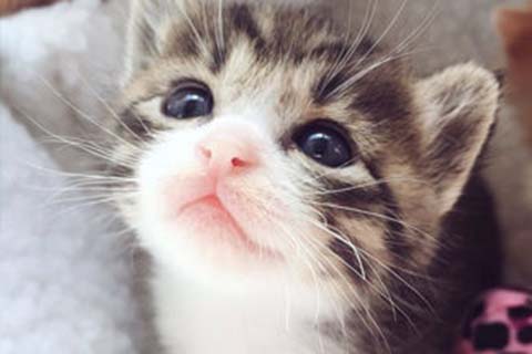 http://wuxi.qqkaixin.com/post/193.html|无锡供卵助孕